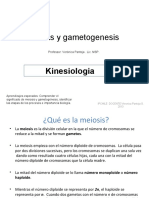 Meiosis y Gametogenesis