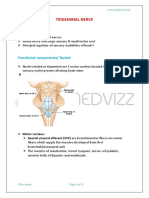 Trigeminal Nerve