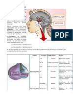 Endocrino Act