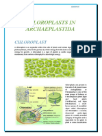 Chloroplasts in Archaeplastida