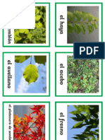 ES2 SC 62 Ficha de Actividad Las Plantas de Hoja Caduca y Perenne