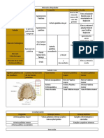 Tablas Paladar Óseo y Hendido