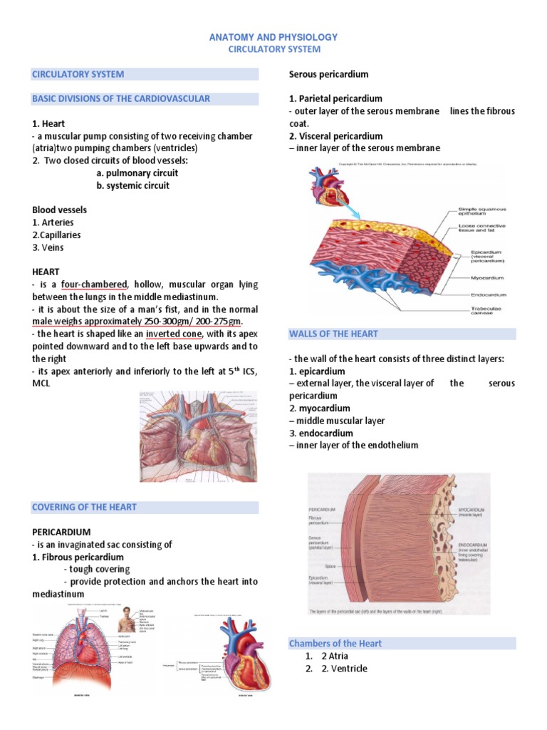 Anatomy of the Heart's Chambers | PDF | Heart Valve | Heart