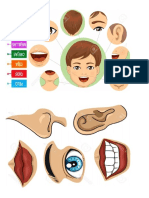 Partes de La Cara