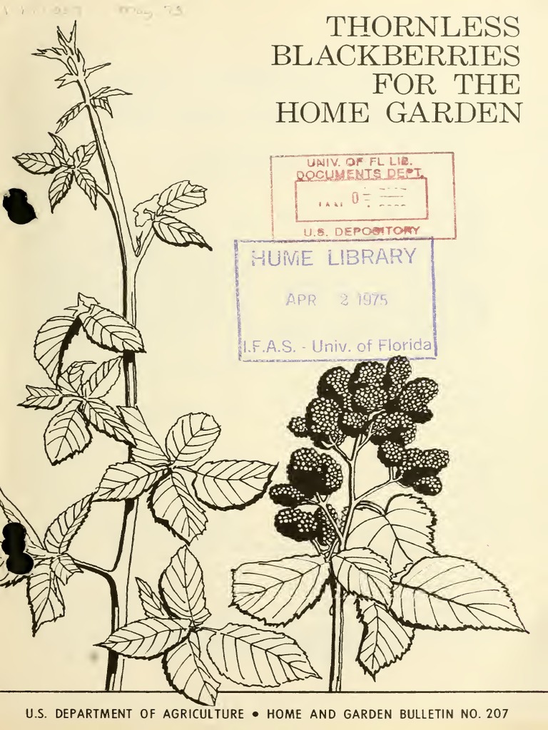 Thornless Blackberries For The Home Garden 1973 PDF Blackberry Mulch