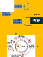 Ciclo Celular Mitosis y Meiosis 17-05