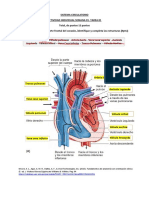 Tarea 01 Sist - Circulatorio - Estructura y Capilares Del Corazon