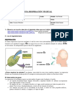 Guia Respiracion en Plantas