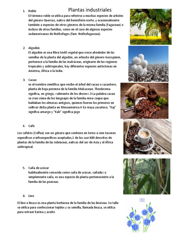 Plantas Industriales | PDF | Trigo | Arecaceae
