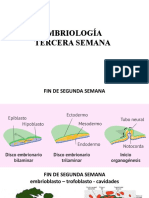 Tercera Semana