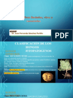 Clasificación de los hongos fitopatógenos inferiores