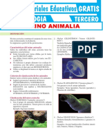 Reino Animal para Tercer Grado de Secundaria