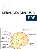 Kerangka Manusia