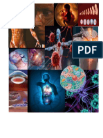 PDF Anatomia