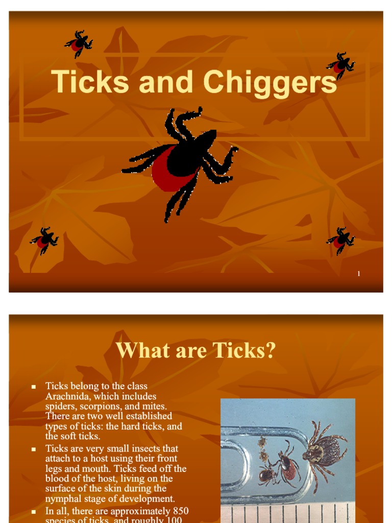 Chiggers Slide Show Presentation PDF Lyme Disease Diseases And