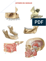 Anatomía Del Maxilar