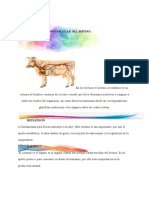 Tarea 4 Respiración, Excreción y Hormonas en Producción Animal