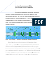 Investigación Membrana Celular