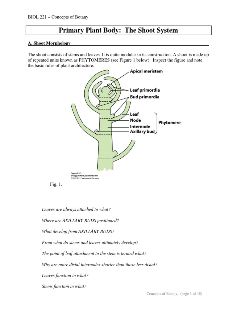 Topic03 Shoots PDF Leaf Tissue (Biology)