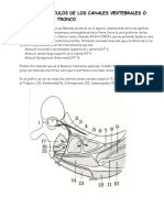 Clase 06-Músculos de Los Canales Vertebrales y Del Cuello. Plexo Cervical