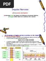 Impulso Nervioso y Sinapsis Explicados | PDF | Potencial de acción ...