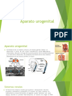 Aparato urogenital: desarrollo y anatomía
