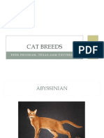 Popular Cat Breeds Profiled
