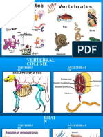 Invertebrates Vs Vertebrates