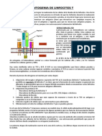 Clase 7 - Ontogenia de Linfocitos T