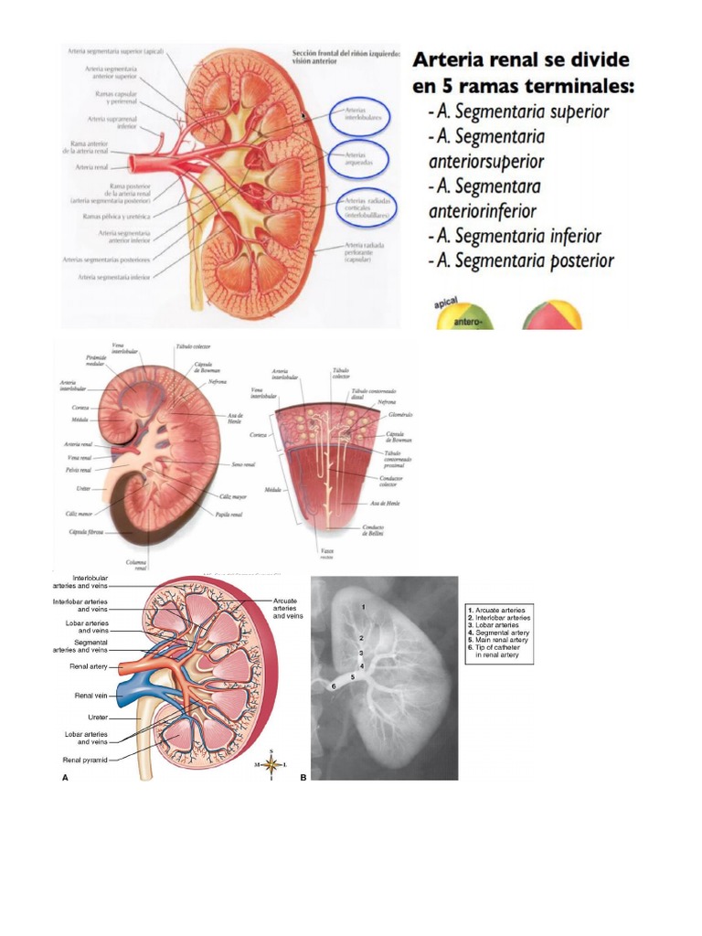 Arterias y Vasos Riñon | PDF
