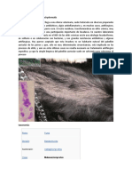 Otitis Por Levaduras-M. Pachydermatis