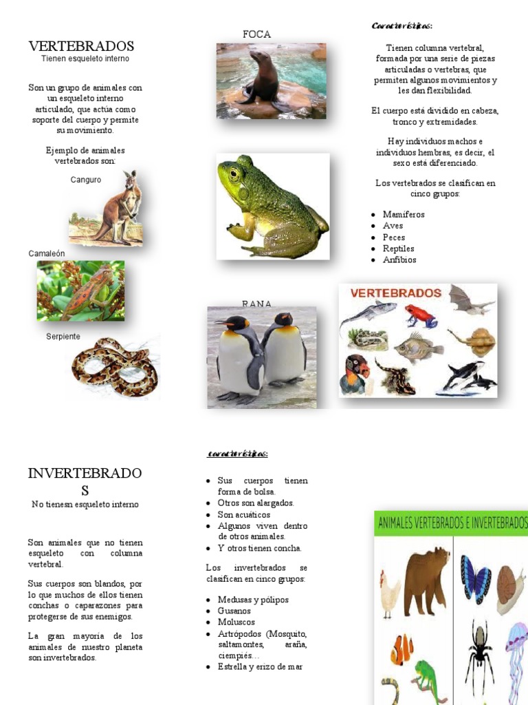 Triptico Vertebrados e Invertebrados | PDF | Esqueleto | Invertebrado