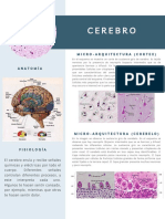 Cerebro Histología
