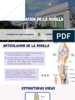 Copia de Articulación de La Rodilla