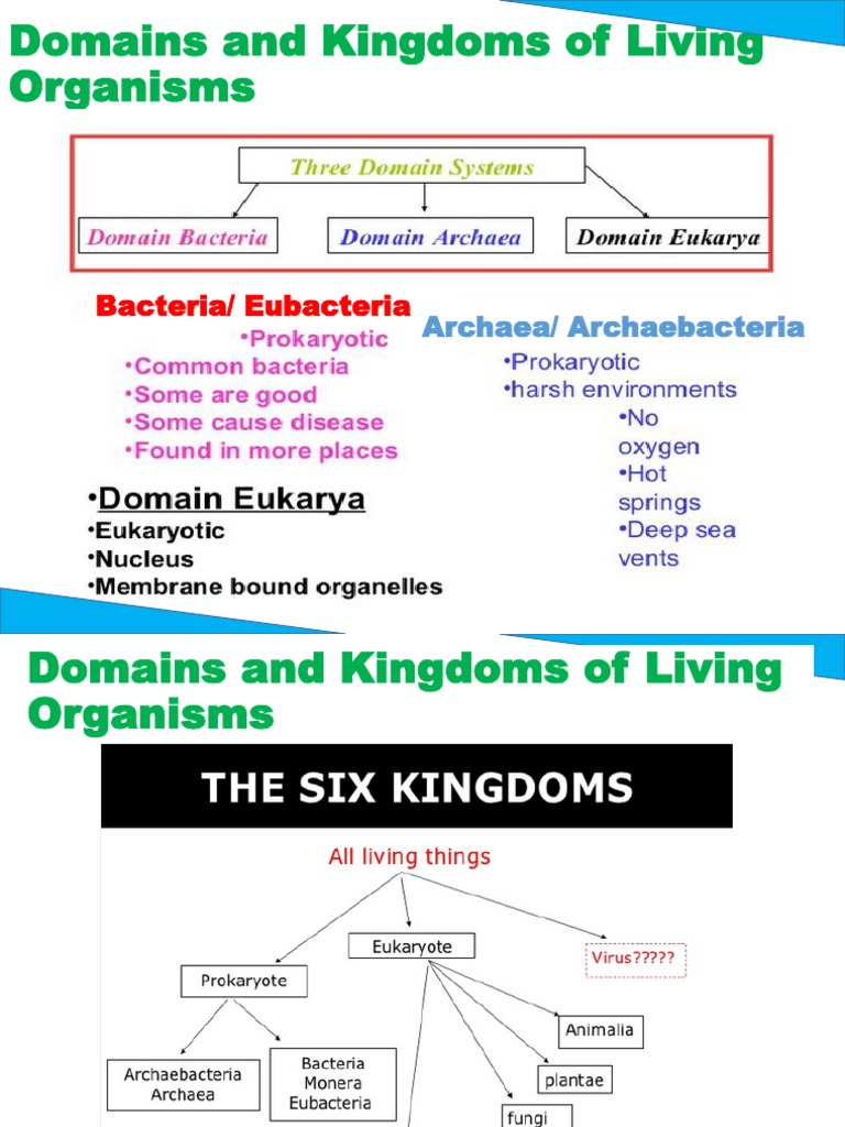Overview of Kingdom Animalia | PDF | Mollusca | Invertebrate