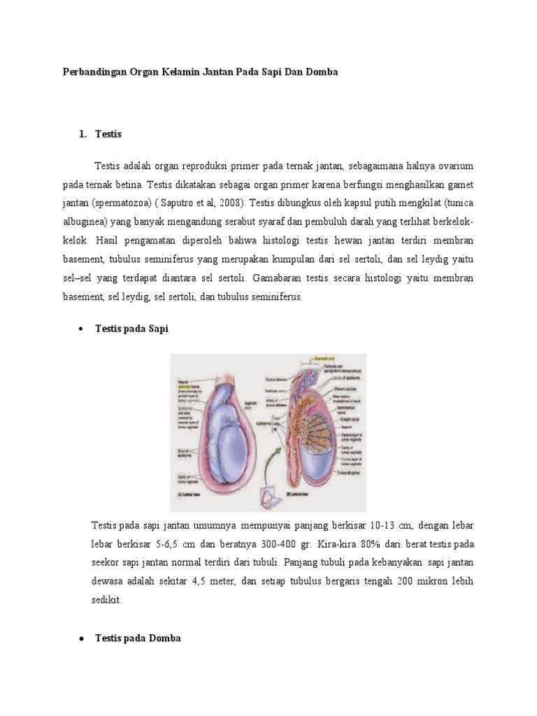 Anatomi Ternak | PDF | Kesehatan Holistik | Sains & Matematika