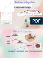 Sintesis y Destino de La Proteina