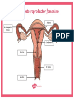 Es SC 170 Pster El Aparato Reproductor Femenino Ver 1