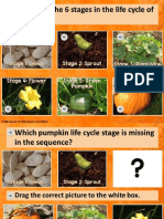 pumpkin life cycle slides