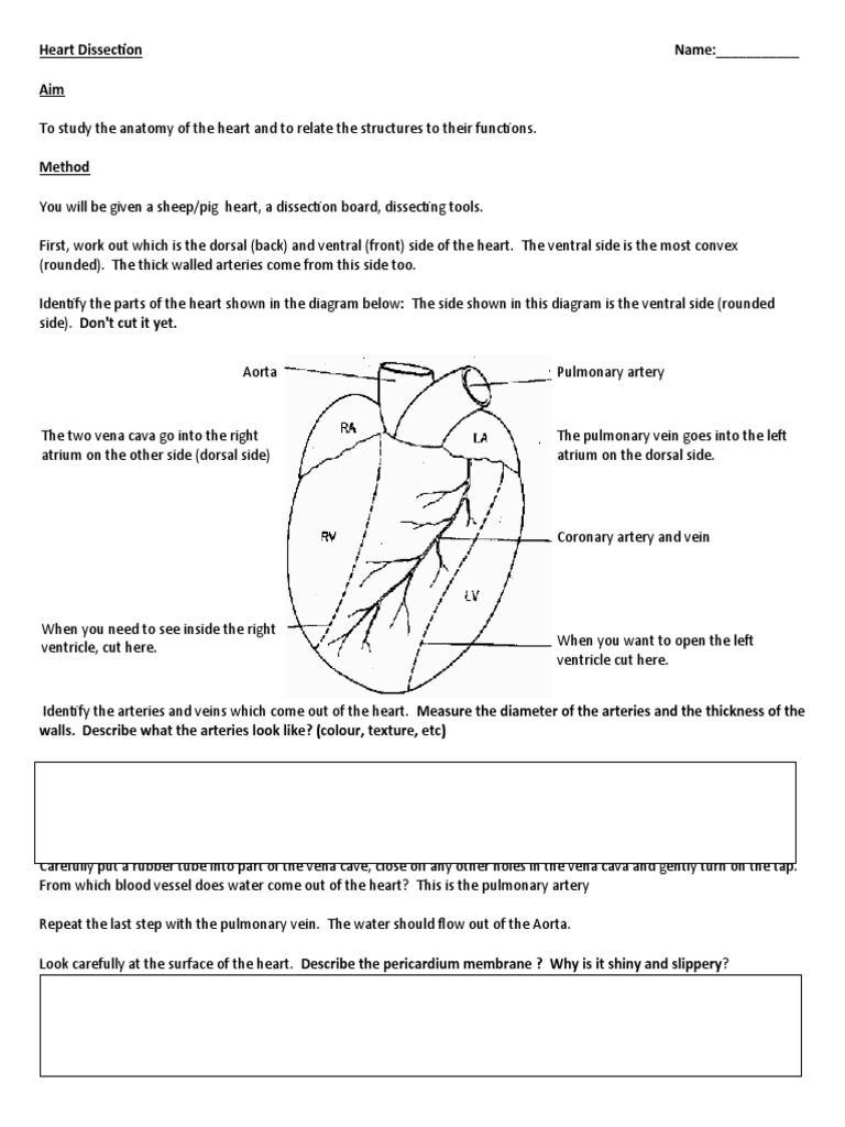 Heart Dissection PDF Heart Atrium (Heart)