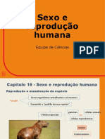 8.1 - PowerPoint CapÃ Tulo 16 - Sexo e Reproduã Ã o Humana