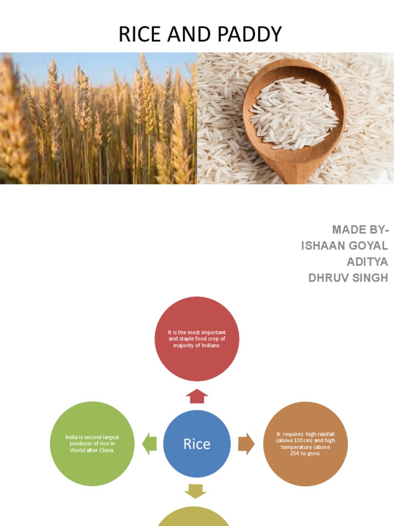 Rice and Paddy | PDF