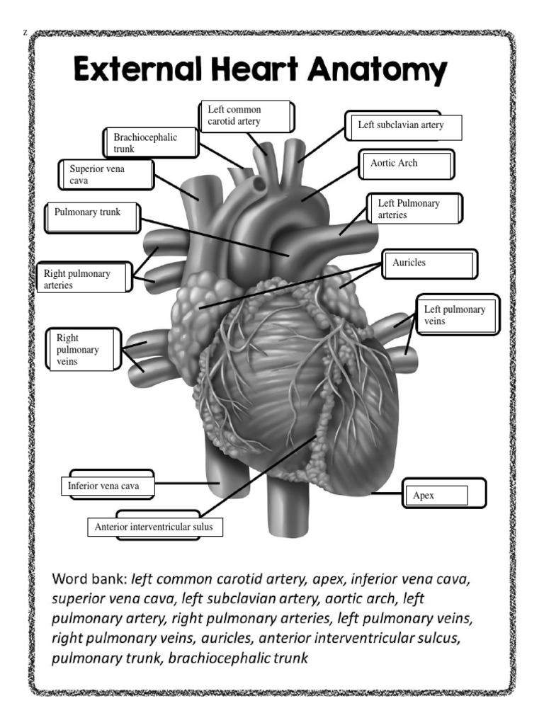 Heart Diagrams | PDF