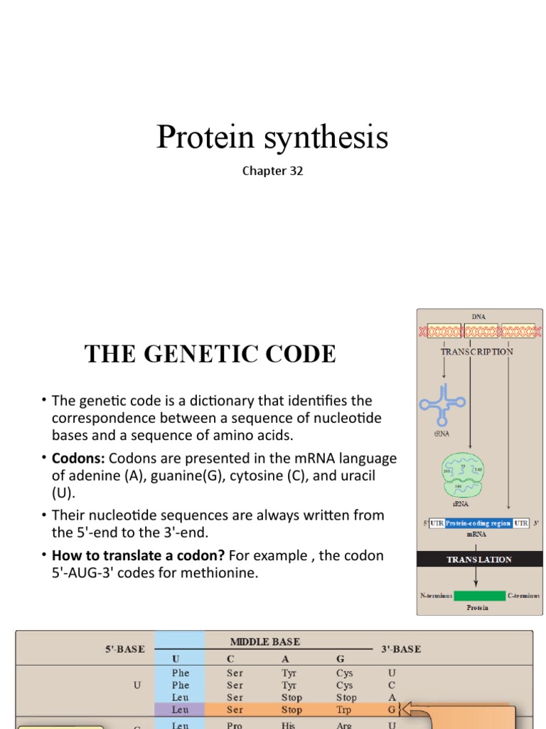 Genetic Code and Protein Synthesis | PDF | Ribosome | Translation (Biology)