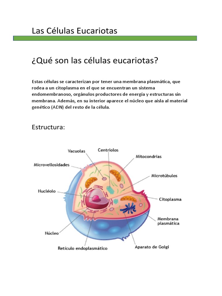 Estructura de las Células Eucariotas | PDF | Citoplasma | Biología Celular)