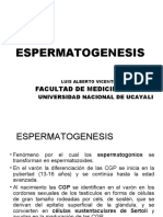 Espermatogénesis y espermiogénesis: Proceso de formación y maduración de los espermatozoides