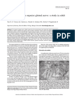 Morphology of The Superior Gluteal Nerve