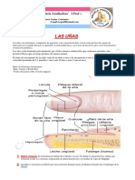 LAS UÑAS 1 Parte