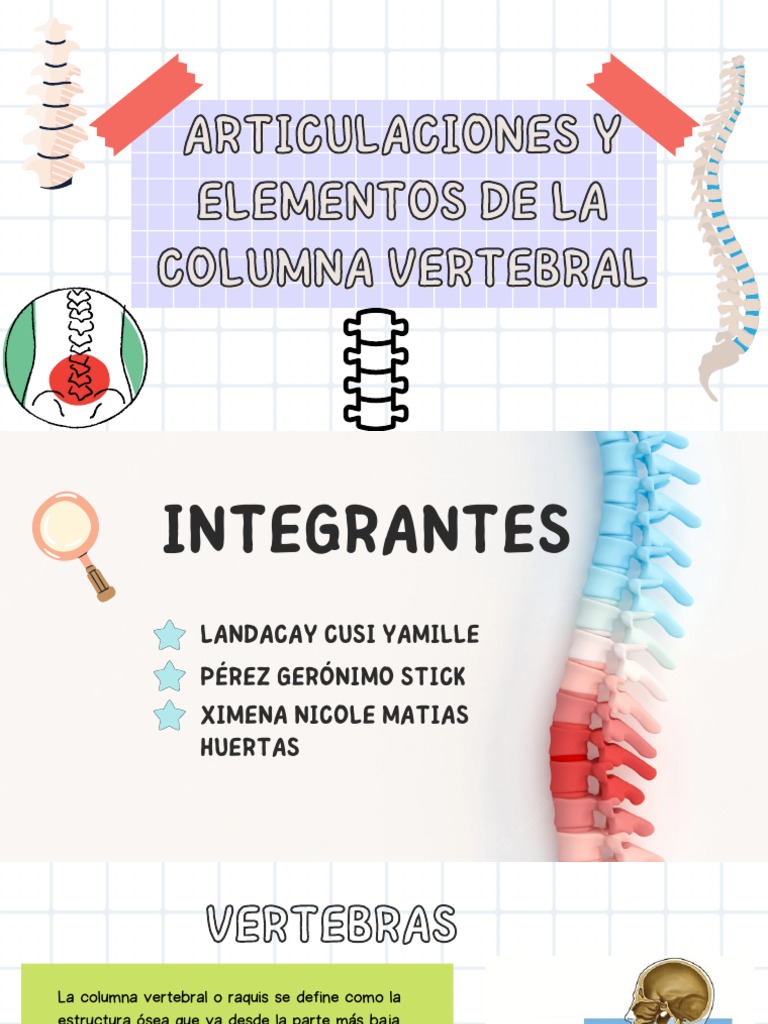 Articulaciones y Elementos de La Columna Vertebral | PDF | Vértebra ...