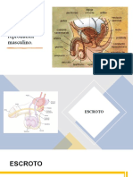 Anatomia y Fisiologia Del Aparato Reproductor Maculino B 1.2